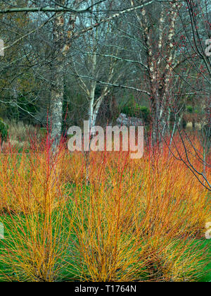 Hartriegel und Himalaya-Birke-Gartenfarbe im Winter in den Bressingham-Gärten Norfolk Stockfoto