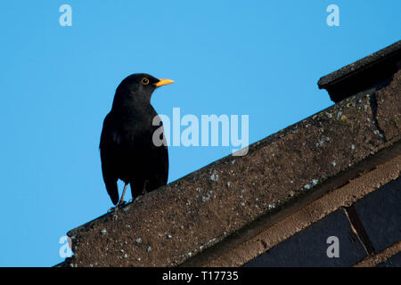 Amsel Stockfoto