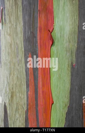 Zusammenfassung Hintergrund Textur Rinde eines Regenbogens Eukalyptus Stockfoto