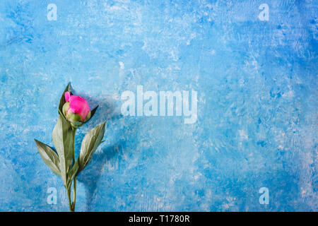 Eine violett-rosa Pfingstrose auf einem blauen Beton und Marmor Hintergrund. Blick von oben. Flach. Stockfoto