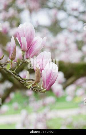 Magnolien blühen im Frühjahr. Stockfoto