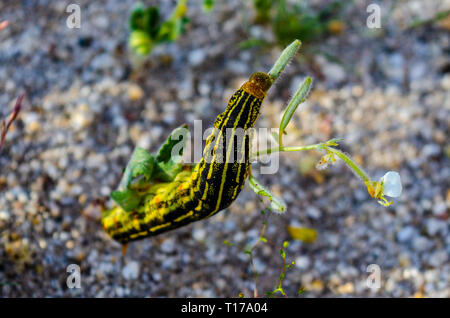 Weiß gesäumt Sphinx Moth (hilea Lineata) Caterpillar im kalifornischen Anza Borrego Desert State Park während der 2019 Superbloom Stockfoto