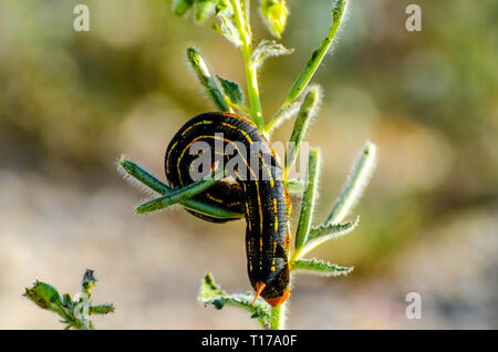 Weiß gesäumt Sphinx Moth (hilea Lineata) Caterpillar im kalifornischen Anza Borrego Desert State Park während der 2019 Superbloom Stockfoto