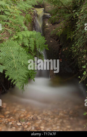 Durch die Vegetation gesehen werden kann, eine kleine transparente Wasserfall, wo Sie die Steine im Hintergrund sehen kann. Stockfoto