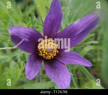 Pulsatilla vulgaris blüht auf einer Bergwiese in der Eifel Stockfoto