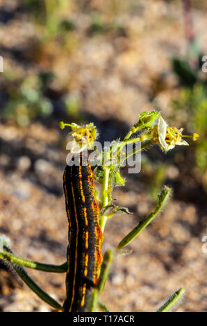 Weiß gesäumt Sphinx Moth (hilea Lineata) Caterpillar im kalifornischen Anza Borrego Desert State Park während der 2019 Superbloom Stockfoto