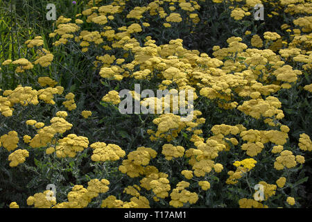 Farn Pflanzen mit einem langen grnen Blumen mit den langen Bltter der Farn  Pflanzen im Garten in Irland Stockfotografie - Alamy