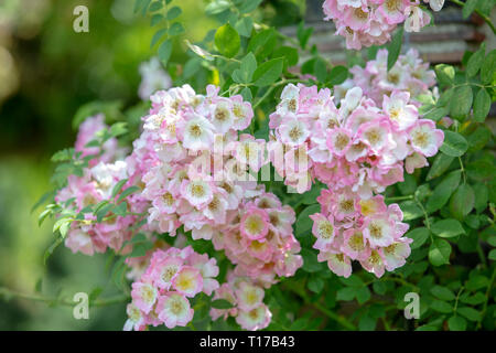Rosa „Kew Rambler“ Gartenpflanzen, Kletterrosen mit rosa Blüten im Sommer für den kleinen und großen Garten Stockfoto