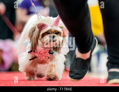 Gizmo die Shih Tzu während des Furbabies hund Pageant in Wetherby. Stockfoto