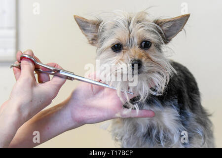 Hundefriseur Nahaufnahme von einem ruhigen haarige Yorkshire Terrier gepflegt wird mit einer Schere - Felle fallen als kleine Hund getrimmt, Stockfoto