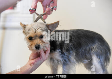 Hundefriseur Nahaufnahme eines unglücklichen Hund/traurig Suche Yorkshire Terrier gepflegt wird mit einer Schere Hundefellen fallen - kleiner Hund, getrimmt Stockfoto