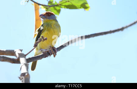 Nahaufnahme eines Rufous-tiefsten Peppershrike (Cyclarhis gujanensis) Fliegenfänger auf einem Ast Stockfoto