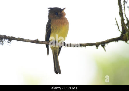 Nahaufnahme eines Getuftete Schopftyrann (Mitrephanes phaeocercus) auf einem Baum gehockt Stockfoto