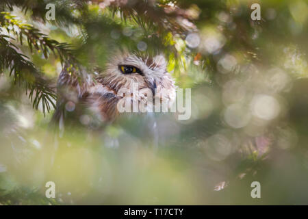 Eine nördliche Saw-Whet Eule versteckt sich in einem dichten Nadelbaum bei Tommy Thompson Park in Toronto, Ontario, Kanada. Stockfoto