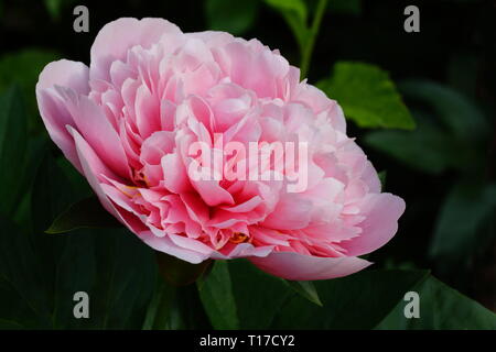 Pfingstrose geätzt Lachs. Doppelzimmer Rosa Pfingstrose. Paeonia lactiflora (Chinesische Pfingstrose oder gemeinsamen Garten Päonie) Stockfoto