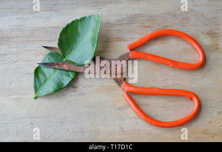 Alten rostigen Schere mit roter Griff schneiden Lemon Leaf auf Holzbrett Stockfoto