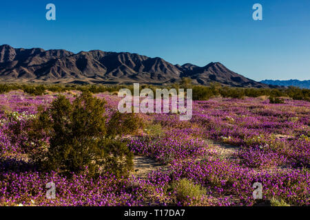 Am frühen Morgen Licht auf SAND VERBENA (Abronia villosa) & Kalifornien Nachtkerzenöl (Oenothera canescens) am Fuß der Berge - JOSHU COXCOMB Stockfoto