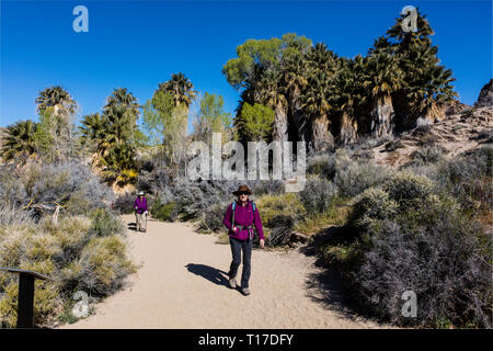 Wandern von COTTONWOOD SPRING mit Kalifornien VENTILATOR PALMEN (Washingtonia filifera) - Joshua Tree National Park, Kalifornien Stockfoto