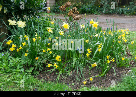 Spring Flower Sortiment Milton 2019 Stockfoto