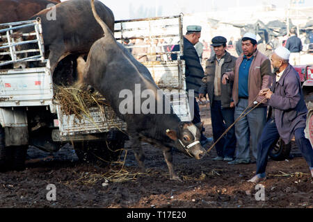 Entladen von Rindern auf dem Sonntagsmarkt in Kashgar, Autonome Region Xinjiang, China. Stockfoto