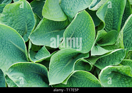 Entfaltung Frühling Laub der Hosta sieboldiana Elegans in Großbritannien Garten wachsen. Stockfoto