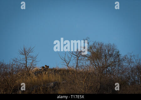 Ein leopard Mutter oder leopardin mit ihrem Jungen aalen sich in der Sonne am Hügel mit Skyline in einem Winter morgen am Jhalana Forest Reserve, Jaipur, Indien Stockfoto