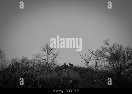 Ein leopard Mutter oder leopardin mit ihrem Jungen aalen sich in der Sonne am Hügel mit Skyline in einem Winter morgen am Jhalana Forest Reserve, Jaipur, Indien Stockfoto