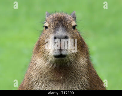 Frontale Großaufnahme eines jungen Capybara Stockfoto