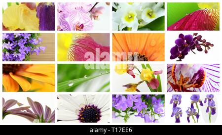 Verschiedenen bunten Blumen collage Stockfoto