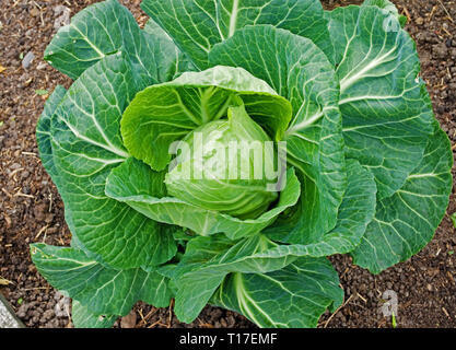 In der Nähe der Feder Kohl F1 Hybride "Vorteil" (Brassica Oleracea) wächst in Großbritannien Garten reif für die Ernte. Stockfoto