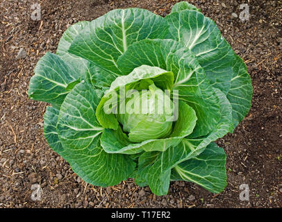 Nahaufnahme des Spring Cabbage F1 Hybrid „Advantage“ (Brassica Oleracea), der im britischen Garten wächst. Stockfoto