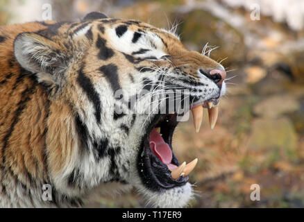Nahaufnahme eines Sibirischen Tiger, Brausen Stockfoto