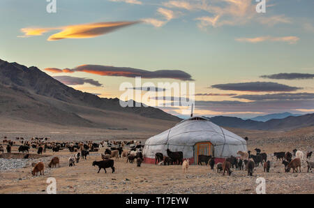 Ziegen um eine Jurte in der westlichen Mongolei Stockfoto