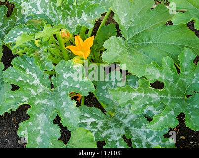 Close-up Ansicht von gelben Blumen und gefleckte grüne Laub auf Zucchini Pflanzen sorte F1 Defender in Englisch Gemüsegarten wächst, Sommer Stockfoto