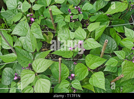 Ansicht von oben von Zwerg Bohnen Purple Queen in Blume im Gemüsegarten von string und Bambusrohren, Sommer, England, UK unterstützt wachsende Stockfoto