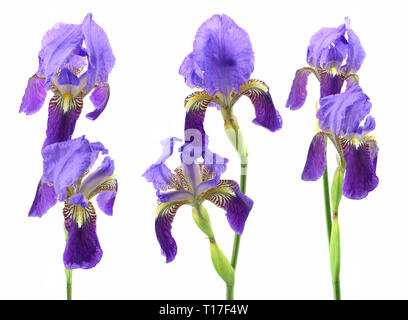 Purple Iris Blumen auf weißem Hintergrund Stockfoto