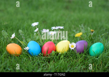 Bunte Ostereier im Gras unter Gänseblümchen im Garten - Ostern Jagd. Einige der Eier sind in einer Reihe. Stockfoto