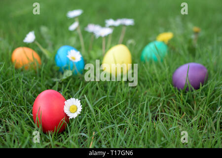 Bunte Ostereier im Gras unter Gänseblümchen im Garten - Ostern Jagd. Einige der Eier sind in einer Reihe. Stockfoto