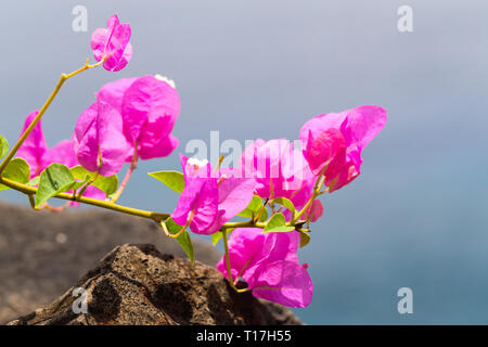 Blumen der rosafarbene Bougainvillea auf verschwommenen Hintergrund. Stockfoto