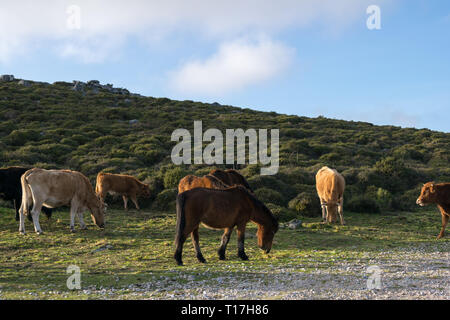 Pferde und Kühe zusammen grasen und fressen Gras in das Feld Stockfoto