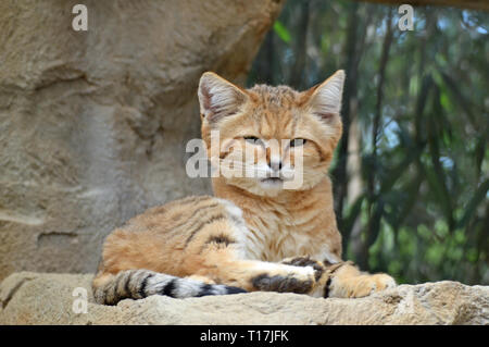 Sand Katze in Exmoor Zoo, Barnstaple, Exmoor, Devon, UK-native zu den Wüsten von Asien und Afrika Stockfoto