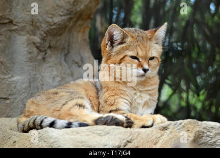 Sand Katze in Exmoor Zoo, Barnstaple, Exmoor, Devon, UK-native zu den Wüsten von Asien und Afrika Stockfoto