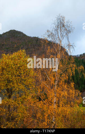 Herbst Farbe in Urkedalen, Møre og Romsdal, Norwegen Stockfoto