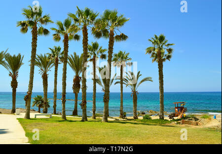 Palmen am Strand von Paphos auf Zypern Stockfoto