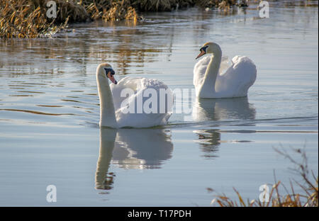 Zwei Schwäne auf Pocklington Canal Stockfoto