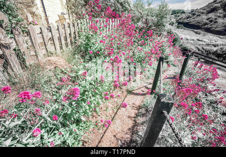 Wandern Küstenweg voller Blüte Blüten in Abercastle Dorf, Pembrokeshire, Großbritannien, Selektive Farbe und Monochrom bearbeiten Stockfoto