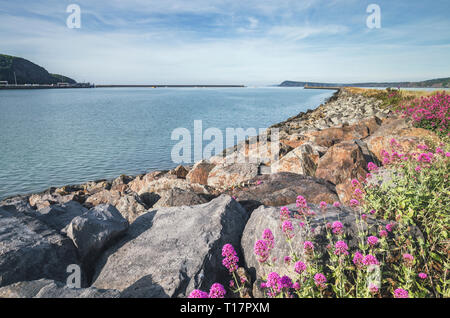 Wildblumen entlang Wellenbrecher Struktur in Fishguard, Pembrokeshire, Großbritannien Stockfoto