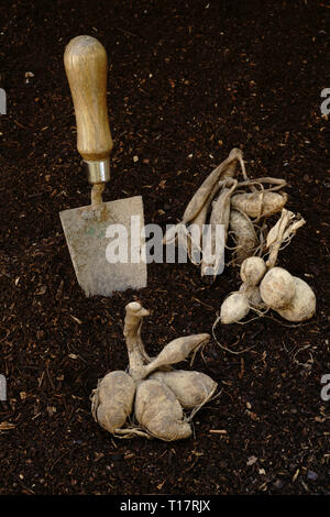 Dahlien Knollen mit einem Garten Kellen zum Einpflanzen bereit. Stockfoto