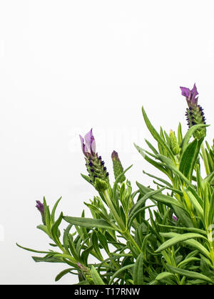 Lavendel Pflanze mit grünen Blättern und lavendelblüten nur blühten, auf einem weißen Hintergrund, in einem Studio mit künstlichem Licht von oben fotografiert. Stockfoto