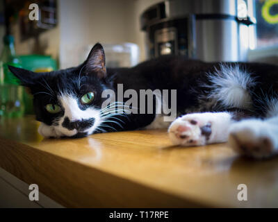 Tuxedo Katze mit grünen Augen, ruht auf einem Küchentisch top Stockfoto